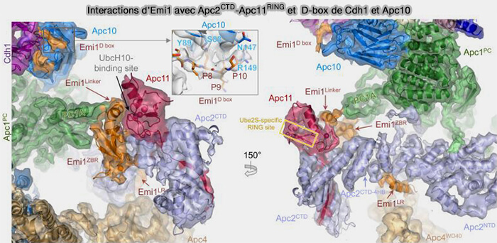 Interactions d’Emi1 avec Apc2CTD-Apc11RING et le récepteur D box de Cdh1 et Apc10