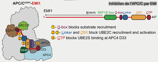 Inhibition de l'APC/C par EMI