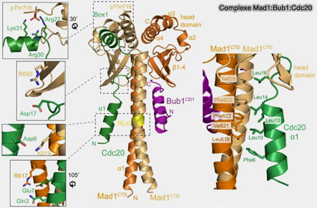 Complexe ternaire Bub1-BuB3-pMELT