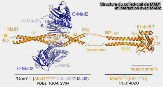 Complexe ternaire Bub1-BuB3-pMELT