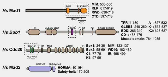 Complexe ternaire Bub1-BuB3-pMELT
