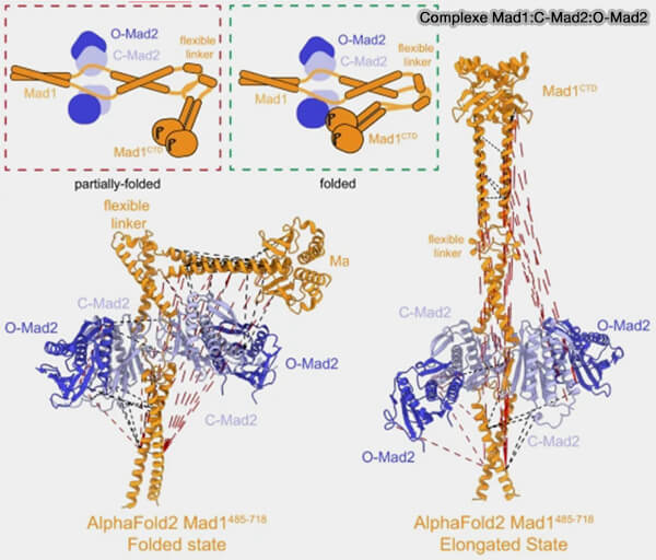 Complexe ternaire Bub1-BuB3-pMELT