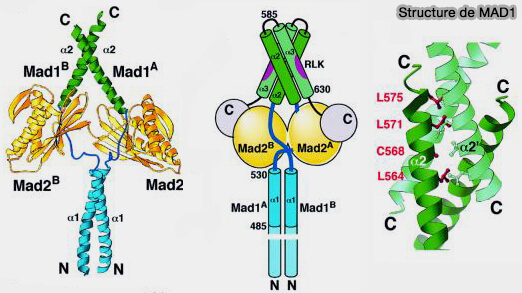 Structure de MAD1