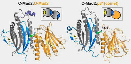 Comparaison O-Mad2 versus p31comet