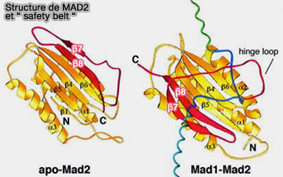 Structure de Mad2