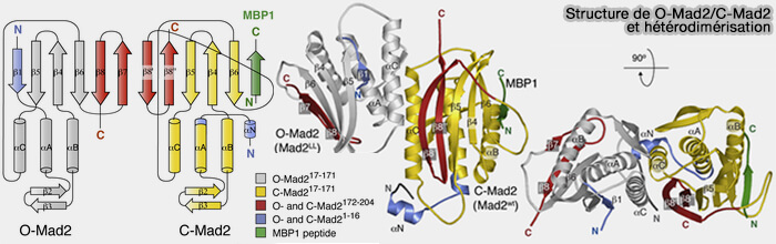 Structure de O-Mad2/C-Mad2 et dimérisation