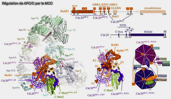 Régulation de l'APC/C par le MCC