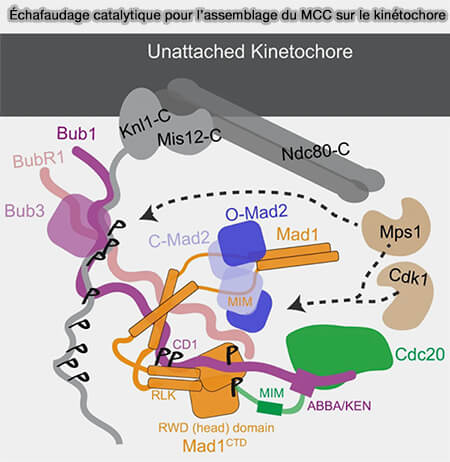 Échafaudage catalytique pour l’assemblage du MCC
