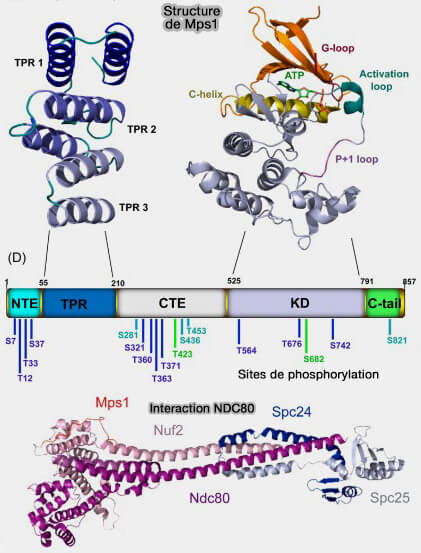 MPS1 et interaction avec NDC80