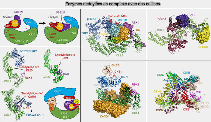 Protéines et domaine F-BOX