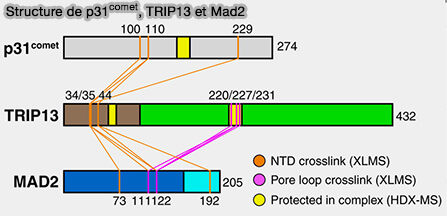 Structure p31comet, TRIP13 et Mad2
