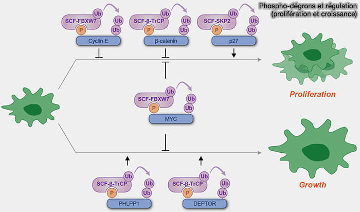 Phospho-dégrons dans la régulation de la prolifération et la croissance