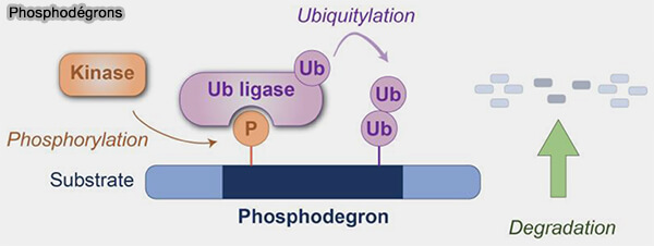Phospho-dégrons