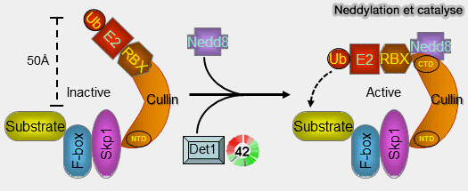 Protéines et domaine F-BOX