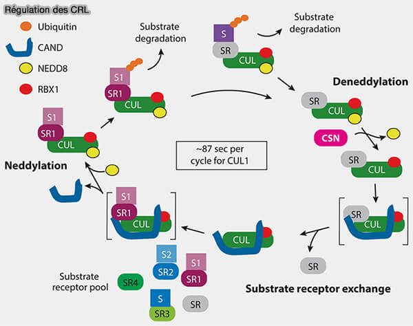 Protéines et domaine F-BOX