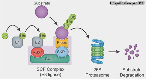 Ubiquitination par SCF