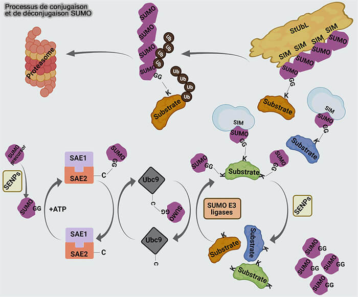 Processus de conjugaison et déconjugaison SUMO
