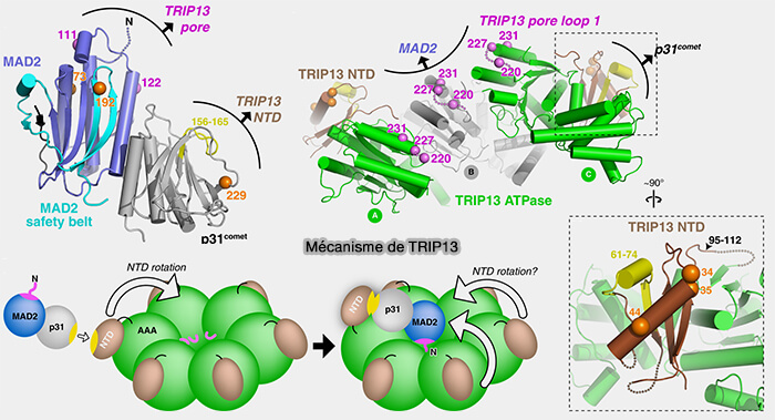 Mécanisme de TRIP13