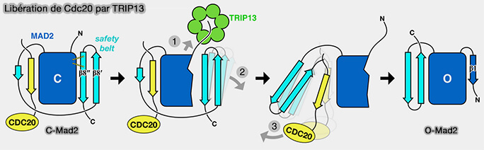 Libération de Cdc20 de C-MAD2 par TRIP13