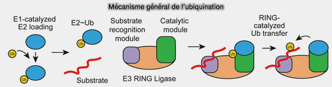 Mécanisme général de l'ubiquitination
