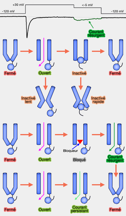 Rétroactivations sodium et potassium'