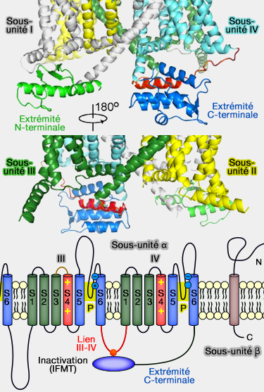Porte d'inactivation