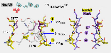 Occupation des Ca++ dans le filtre sélectif