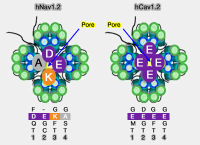 Sélectivité des canaux