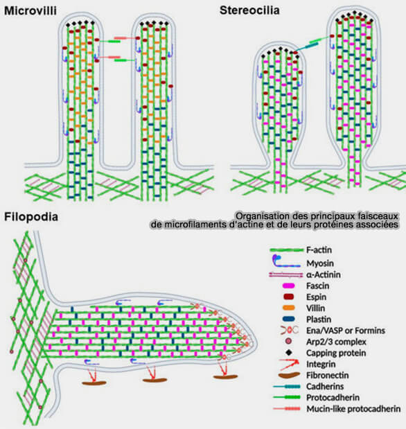 Mécanisme d'action de la cofiline, de la coronine et d'AIP1