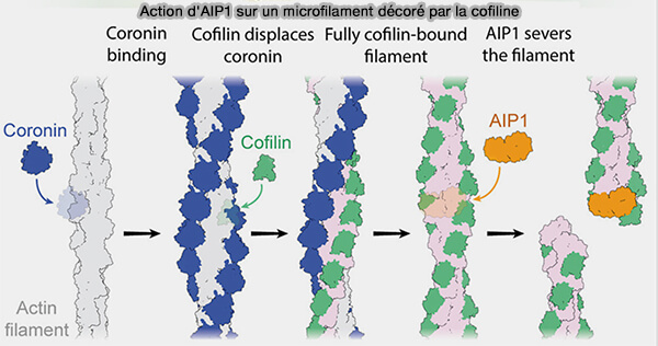 Action d'AIP1 sur un microfilament décoré par la cofiline