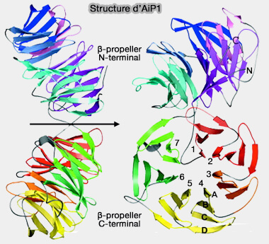 Structure d'Aip1