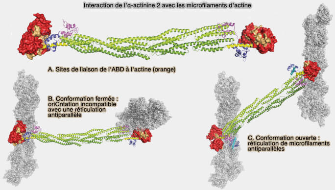 Interaction de l’α-actinine 2 avec les microfilaments d’actine