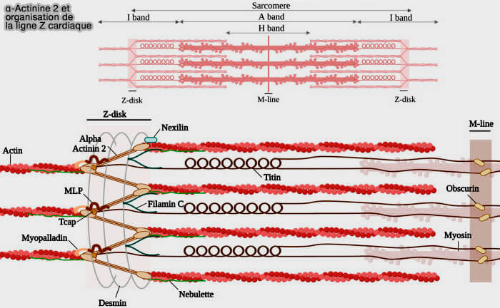α-Actinine 2 et organisation de la ligne Z cardiaque