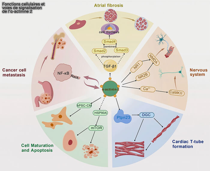 Fonctions cellulaires et voies de signalisation de l’α-actinine 2