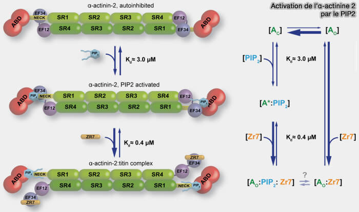 Activation de l'α-actinine-2 par le PIP2