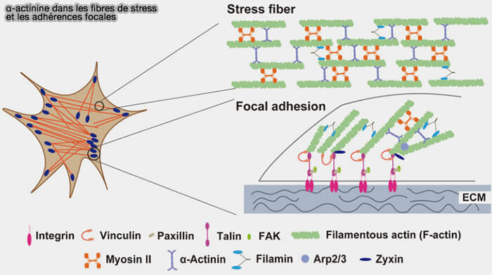 α-Actinine 2 dans les fibres de stress et les adhésions focales