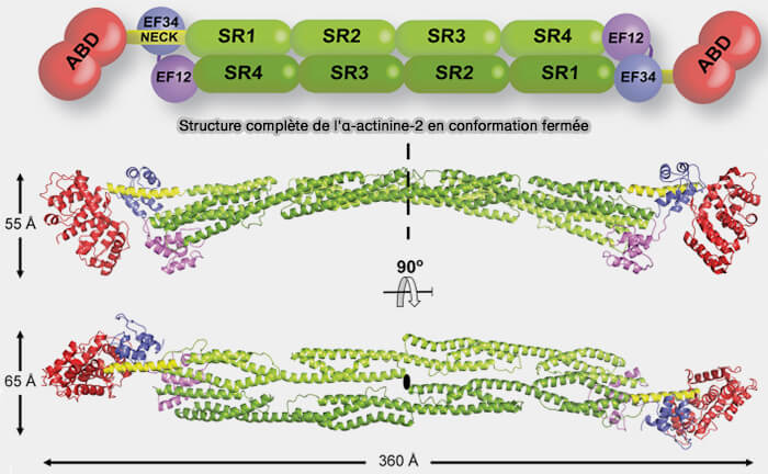 Structure complète de l'α-actinine-2 en conformation fermée