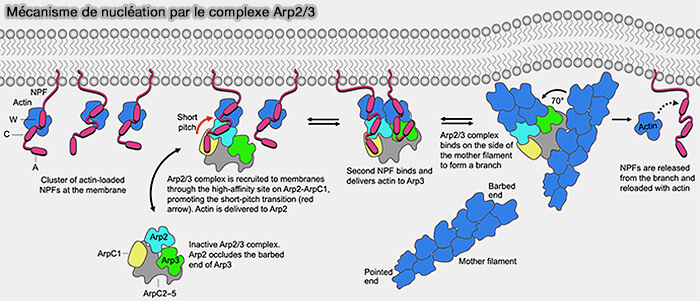 Mécanisme de nucléation par le complexe Arp2/3