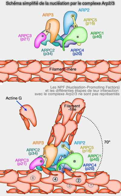 Schéma simplifié de la nucléation par le complexe Arp2/3