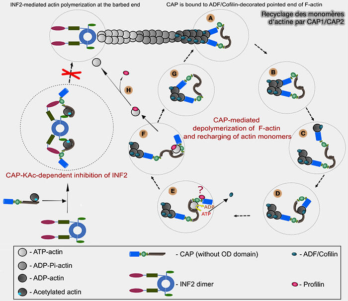 Recyclage des monomères d'actine par CAP1/CAP2