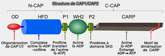 Structure de CAP1/CAP2