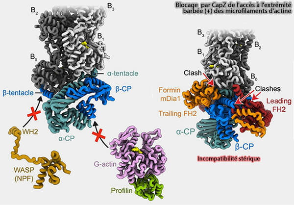 Blocage par CapZ de l'accès à l'extrémité barbée (+) des microfilaments d'actine