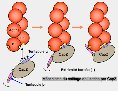 Mécanisme du coiffage de l'actine par CapZ