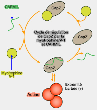 Complexe V-1/CP