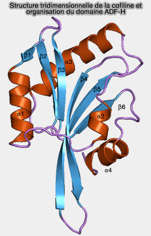 Structure de la cofiline