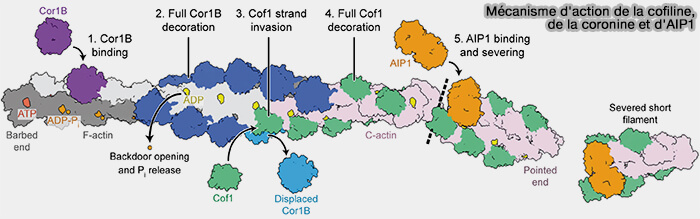 Mécanisme d'action de la cofiline, de la coronine et d'AIP1