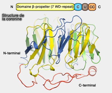 Structure de la coronine