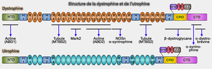 Structure de la dystrophine et de l'utrophine