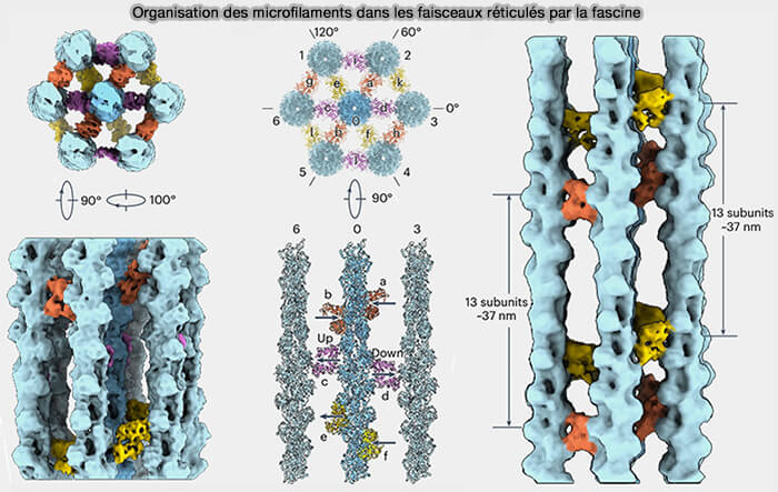 Organisation des microfilaments dans les faisceaux réticulés par la fascine