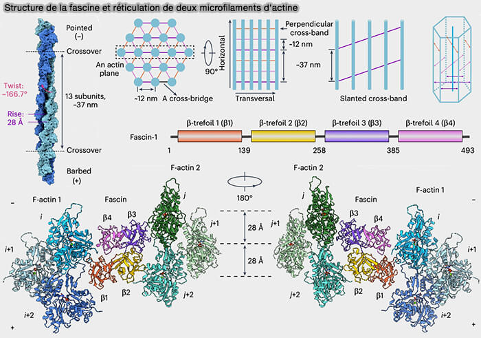 Structure de la fascine et réticulation de deux microfilaments d'actine